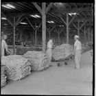 Tobacco in warehouse 